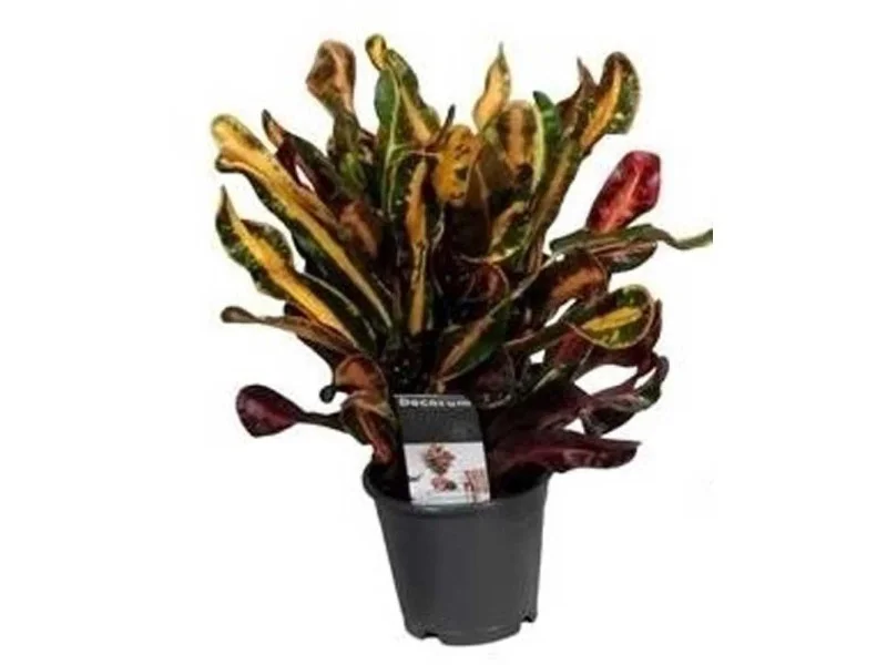 obi2-1081959