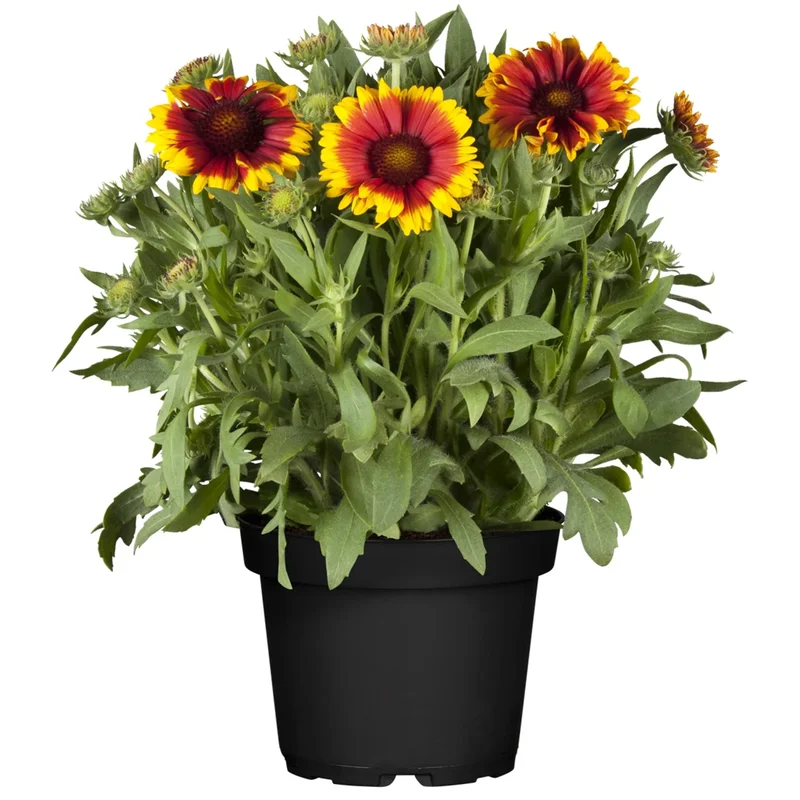 obi2-1114969